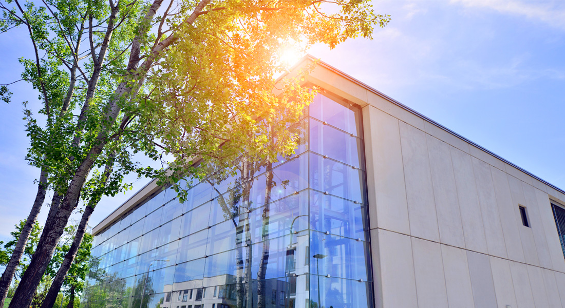 tree in front of building
